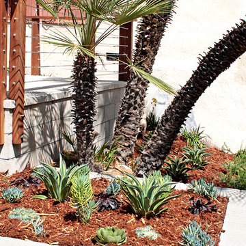 Drought Tolerant Plants--Succulents & Palms