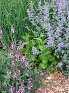 Nepeta 'Cat's Pajamas' (Catmint) // BEST,🌞 Earlier, Free Flowering, Very  Compact New Catmint! 