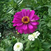 Seema Singh's photo