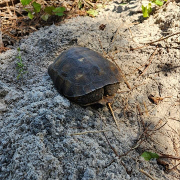 Gopher Tortoise Relocation