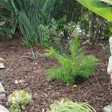 Pasadena Garden Re-Designed