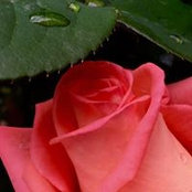 Nejla Orgen's photo