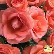 Foto von Denise Brown