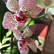 Florence Deutsch's photo