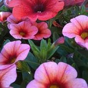 Stan'nRose Dueck's photo