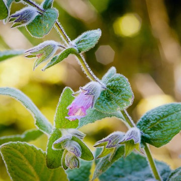 Pitchers Sage