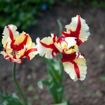Daily Moments in the Garden