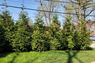 This is an example of a traditional privacy and full sun front yard landscaping in DC Metro.