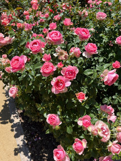 A perfect pink rose to pair with Love Song? | Houzz Forum A perfect pink rose to pair with Love Song? | Houzz Forum
