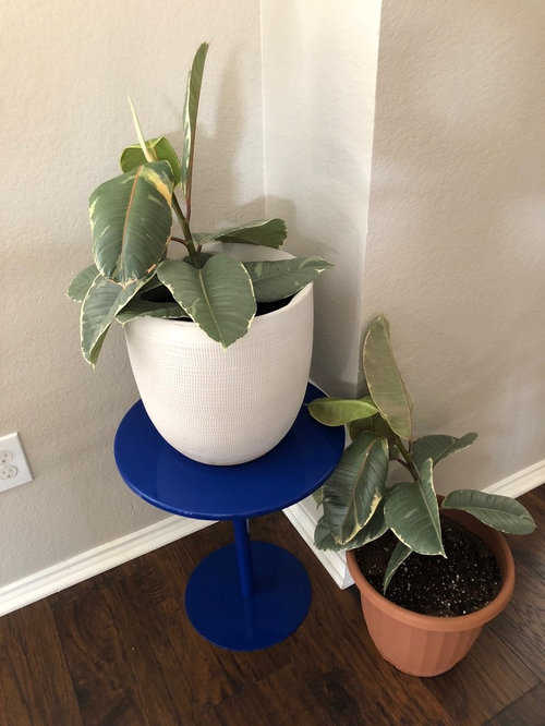 droopy rubber planthelp!