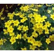 Jils Flower Haus's photo