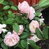 Tam Vu's photo