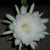 pallavi pethkar's photo