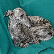 Kate Pickford's photo