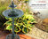 Alpine Tiered Fish Pedestal Garden Fountain and Birdbath, Dark Green, 40" Tall