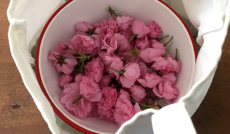 自家製の桜の塩漬けを作ってみよう!