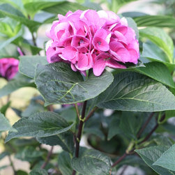 Abracadabra&reg; Bigleaf Hydrangea - Plants