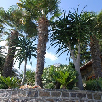 Coastal Palm Garden
