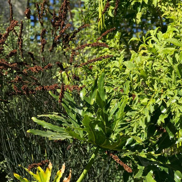 Modern & Drought Tolerant Landscape in Banker's Hill
