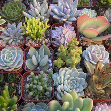 plants