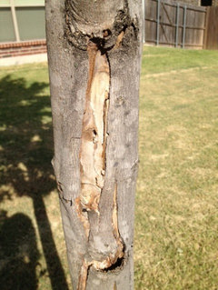 diagnosis - What is wrong with my trees? The bark on one side is cracking,  splitting, and peeling off - Gardening & Landscaping Stack Exchange