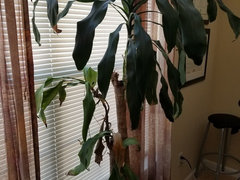 Can I cut a palm tree and make it produce roots?