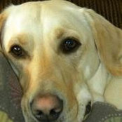 Laurie Boudreau's photo