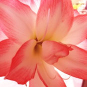 Janet Morrows foto