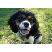 Bounding Hound's photo
