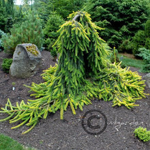 Retaining Wall garden