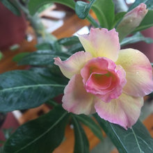 Past adenium, lost to virus