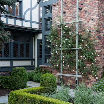 Climbing Roses