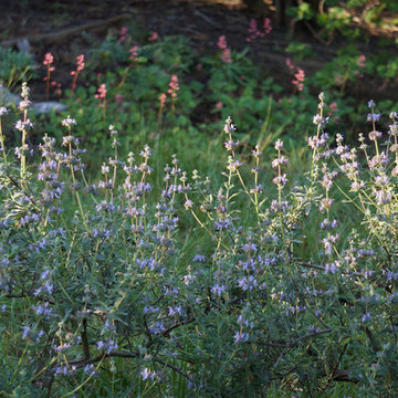 California Native Plant Garden