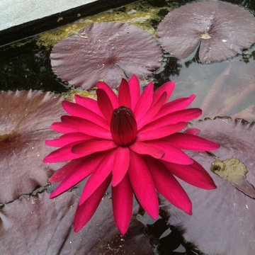 Plant Installation in Northern Virginia