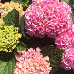 Current Featured Plants - Products