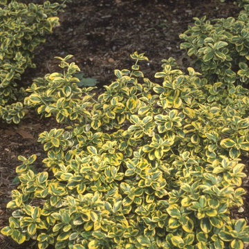 Gold Splash® Euonymus