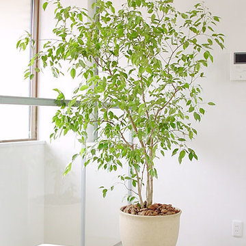 Plants.L