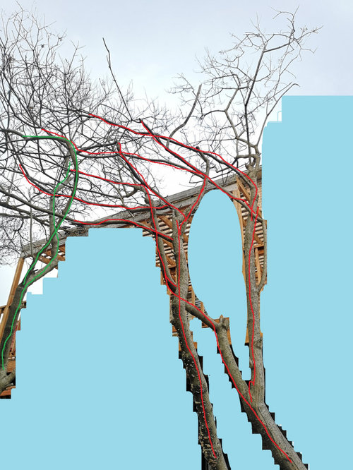 How to prune this Lilac tree