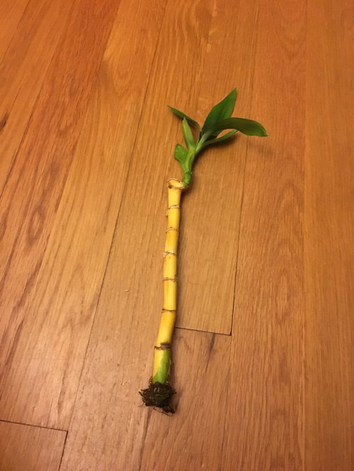 dying lucky bamboo help