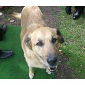ruby who's photo