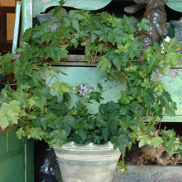 Ideas for Indoor Gardens