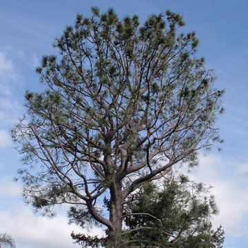 Pine Tree Trim- Before and After