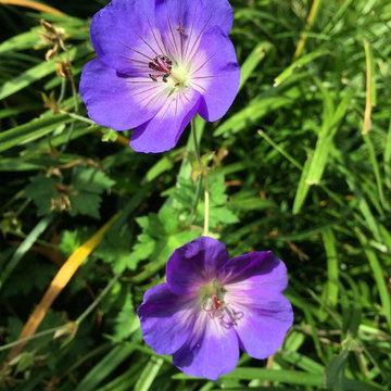 Perennial Garden, Westport, CT
