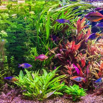 Aquariums