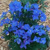 Tracy Brossard's photo