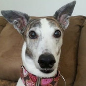 Lisa Pharazis's photo