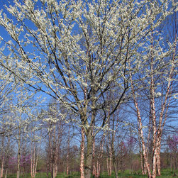Native Flowering Trees - Products