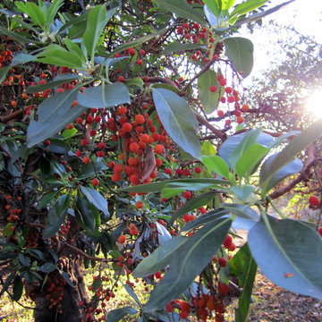 Arbutus menziesii