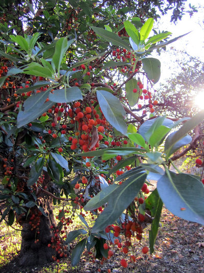 Giardino Arbutus menziesii