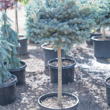 Boulder County New Trees